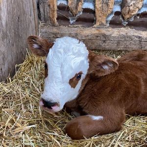 Meet your Posher, Selina